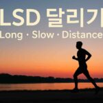 LSD 달리기