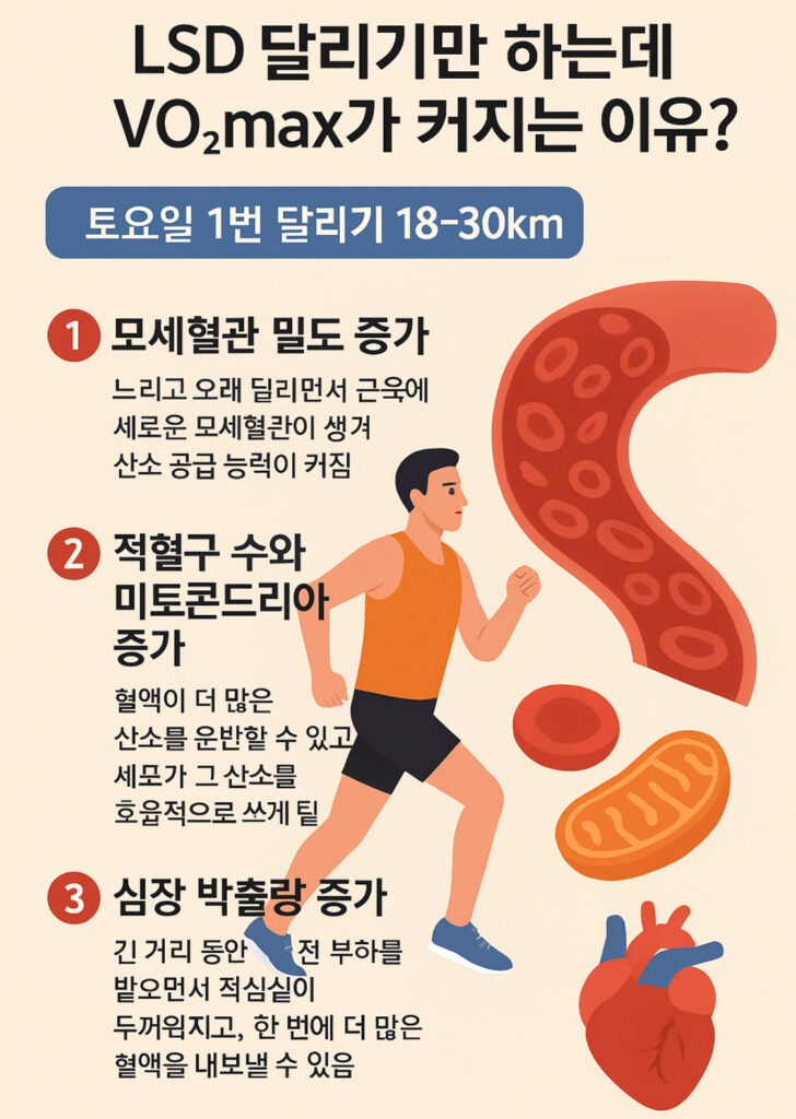 LSD 달리기와 VO2Max 증가